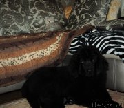 Превью фото № 198279