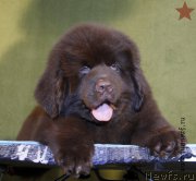 Превью фото № 198287