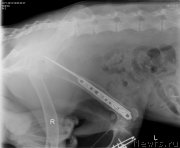 Превью фото № 198290