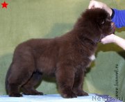 Превью фото № 198295