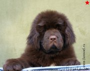 Превью фото № 198296