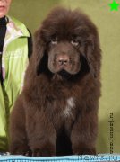 Превью фото № 198310