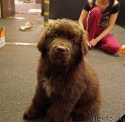 Превью фото № 198331