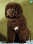 Превью фото № 198335