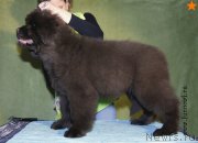 Превью фото № 198338