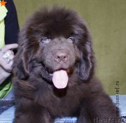 Превью фото № 198341