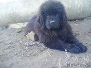 Превью фото № 198352