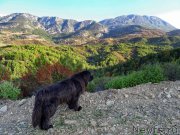 Превью фото № 198399