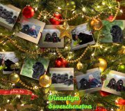 Превью фото № 198420