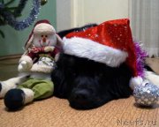 Превью фото № 198437