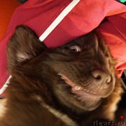 Превью фото № 198483