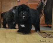 Превью фото № 198501