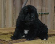 Превью фото № 198502