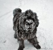 Превью фото № 198523