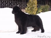 Превью фото № 198542