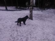 Превью фото № 198550