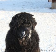 Превью фото № 198571