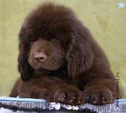 Превью фото № 198601