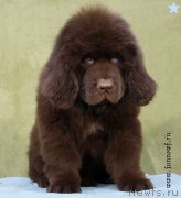 Превью фото № 198602