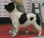 Превью фото № 1987