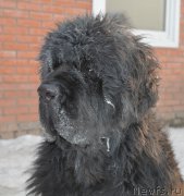 Превью фото № 198740