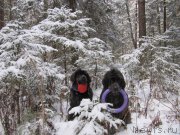 Превью фото № 198790