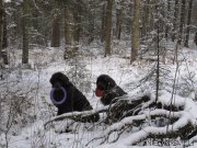 Превью фото № 198792