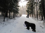 Превью фото № 198796