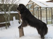 Превью фото № 198802