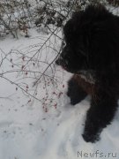 Превью фото № 198819