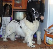 Превью фото № 198844