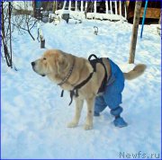 Превью фото № 198859