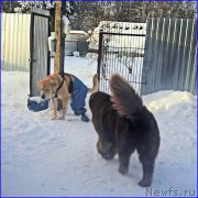 Превью фото № 198861