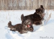 Превью фото № 198872