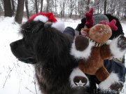 Превью фото № 198938