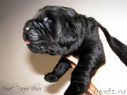 Превью фото № 198940