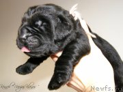 Превью фото № 198941