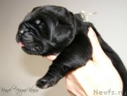 Превью фото № 198942