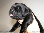 Превью фото № 198944