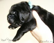 Превью фото № 198945