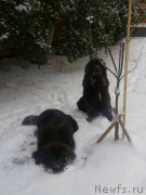 Превью фото № 198966