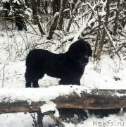 Превью фото № 198991