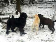 Превью фото № 198992