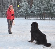 Превью фото № 199004