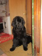 Превью фото № 199028