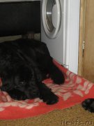 Превью фото № 199029