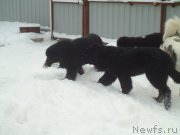 Превью фото № 199052