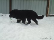 Превью фото № 199053