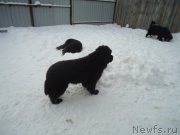 Превью фото № 199055