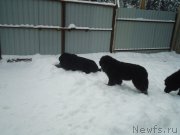 Превью фото № 199057